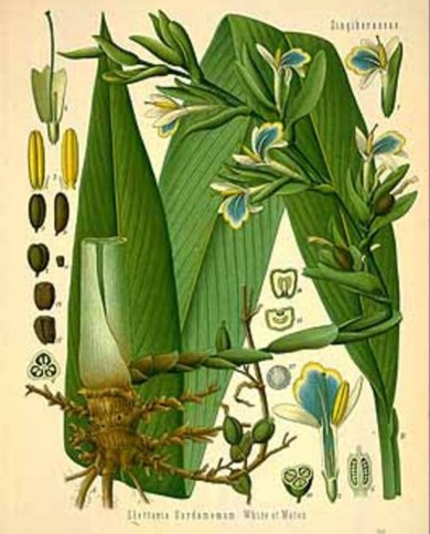 Cardamomo