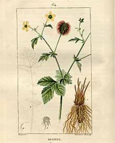 Cariofillata-Geum urbanum radice