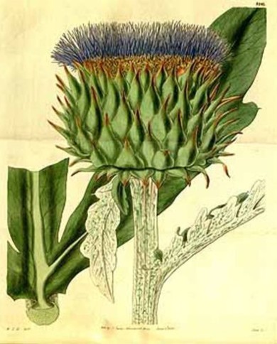Carciofo