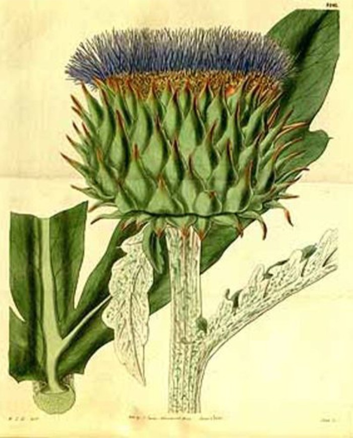 Cardamomo