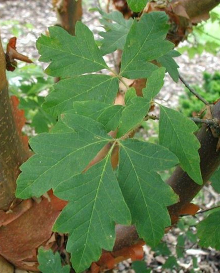 Camomilla romana