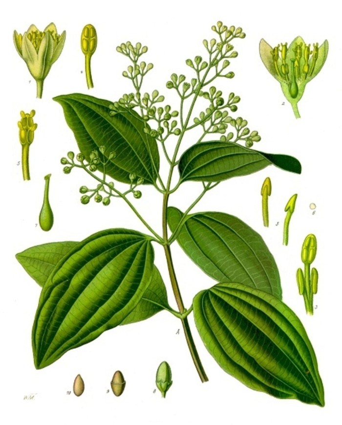 Cannella ceylon