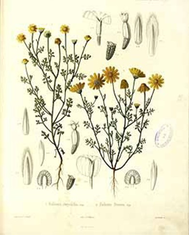 Camomilla fiore