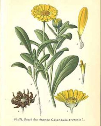 Calendula