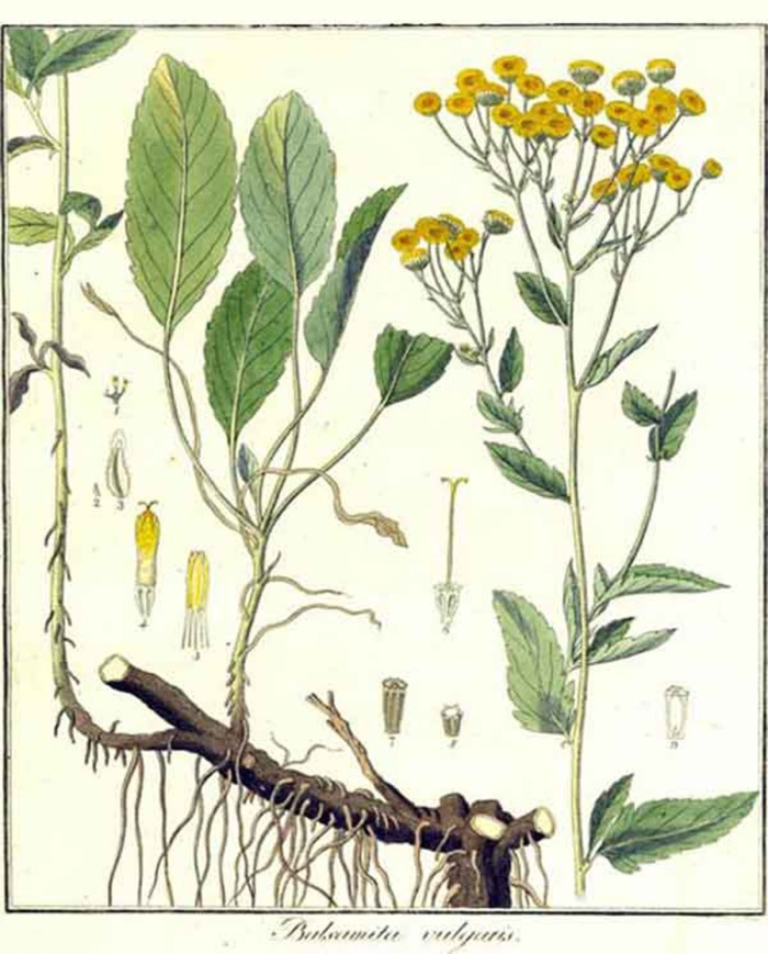 Balsamita