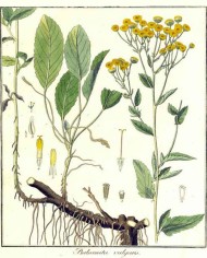 Balsamita