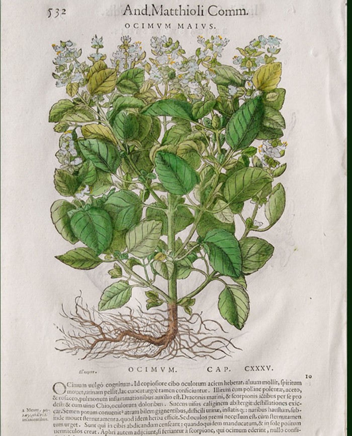 Basilico