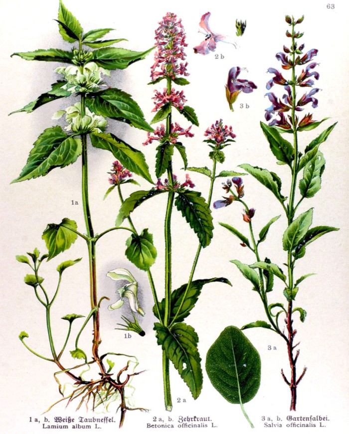 Betulla