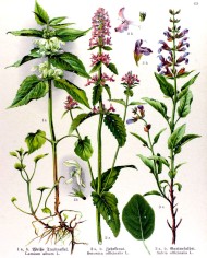 Betonica  erba