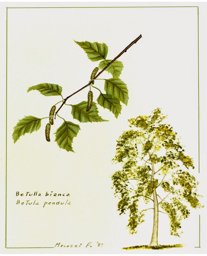 Betulla