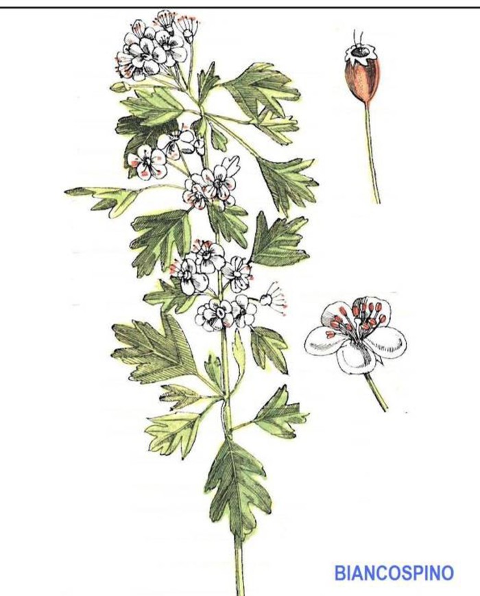 Betulla