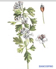 Biancospino