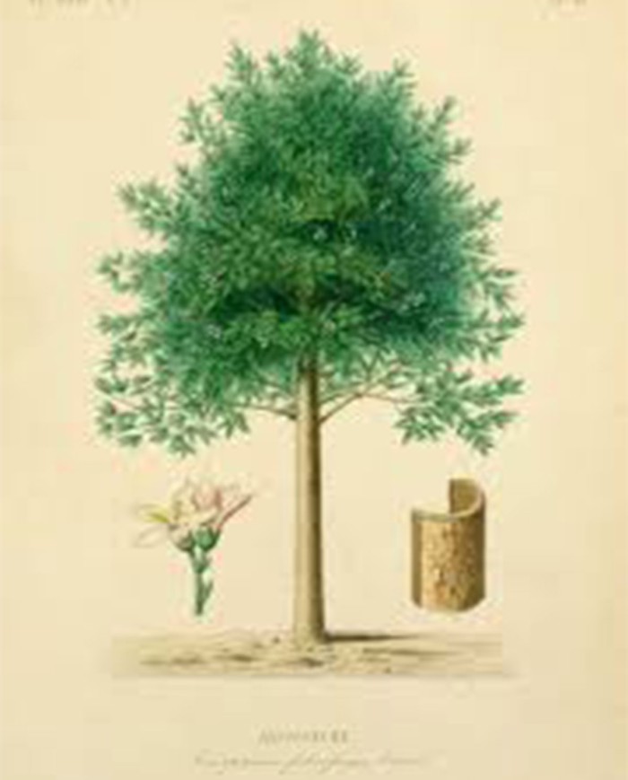 Anice stellato ( Illicium verum)