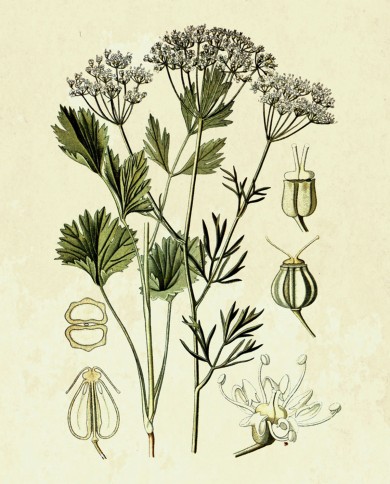 Anice verde ( Pimpinella anisum)