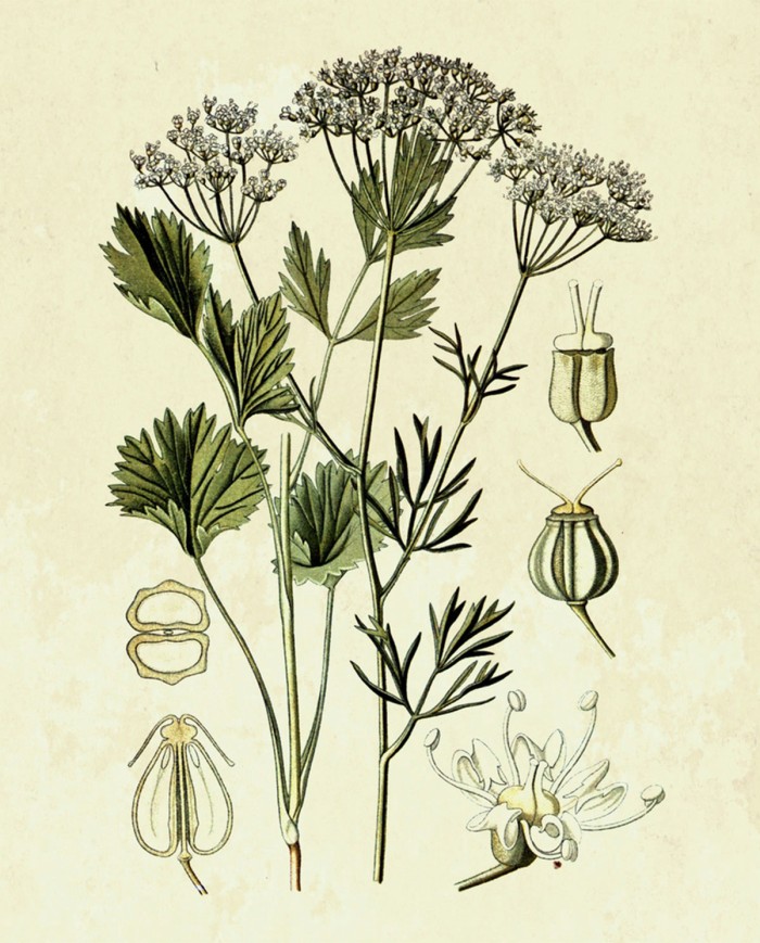 Anice stellato ( Illicium verum)