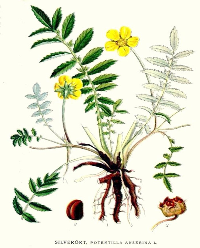 Anice verde ( Pimpinella anisum)