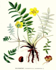 Anserina