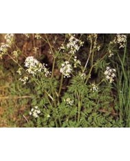 Cerfoglio