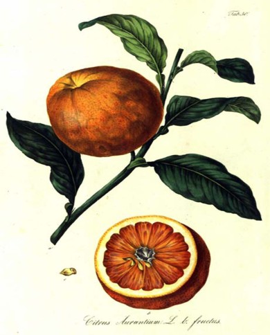Arancio dolce
