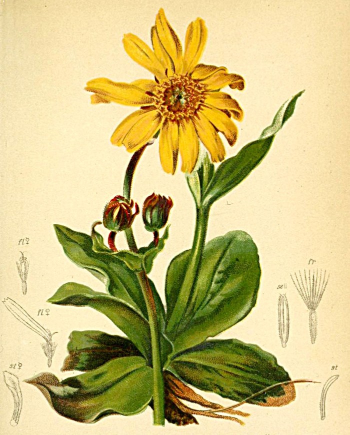 Anserina