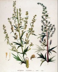Artemisia volgare