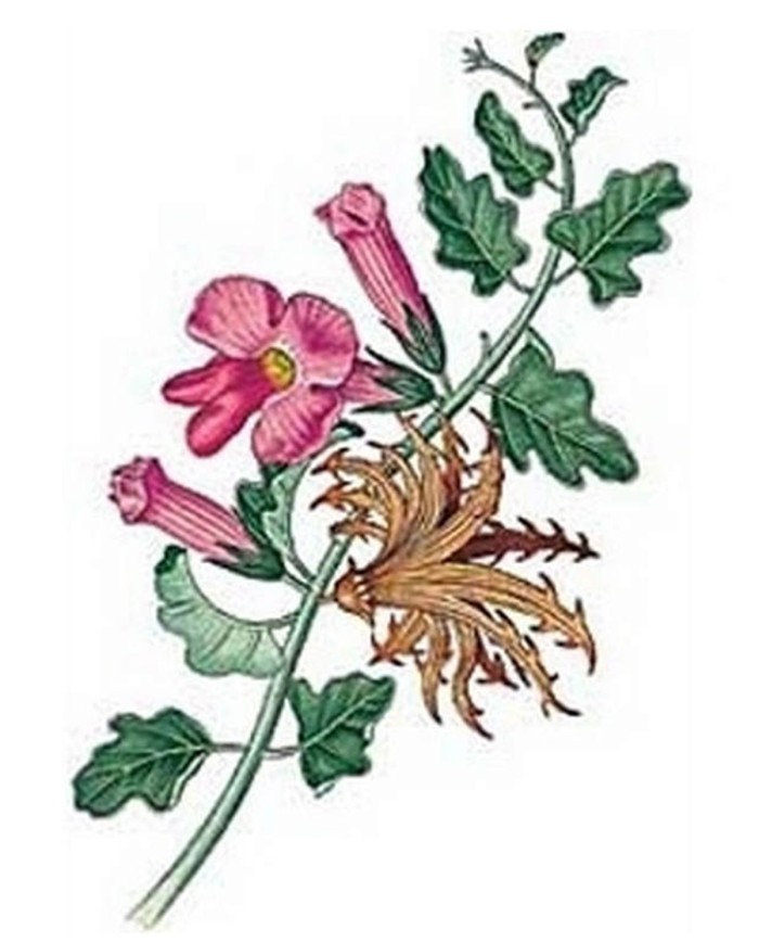 Artiglio del diavolo - Harpago Phytum radice