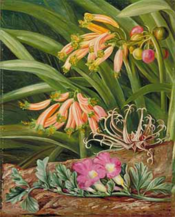 Artiglio del diavolo - Harpago Phytum radice