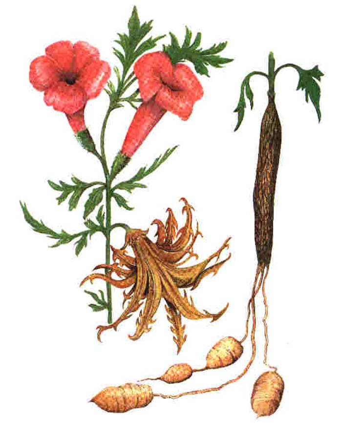 Artiglio del diavolo - Harpago Phytum radice
