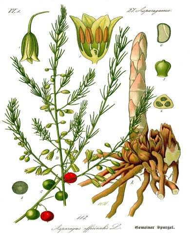 Asparago