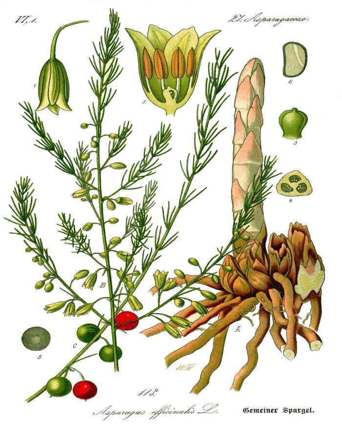 Artiglio del diavolo - Harpago Phytum radice