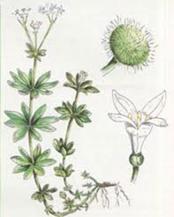 Asperula odorosa