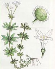 Asperula odorosa