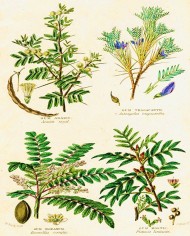 Astragalo radice