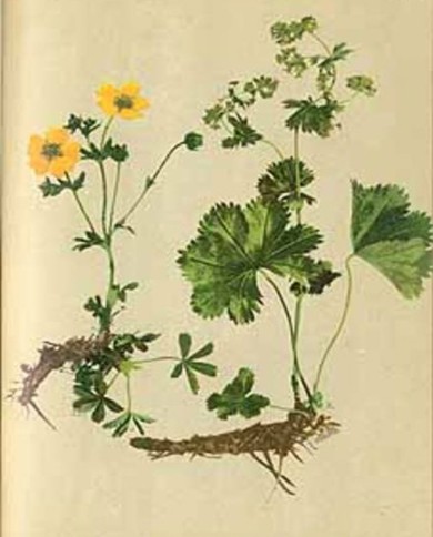 Alchemilla