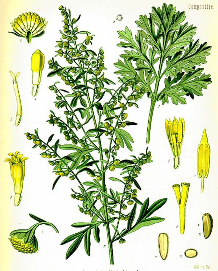 Asperula odorosa