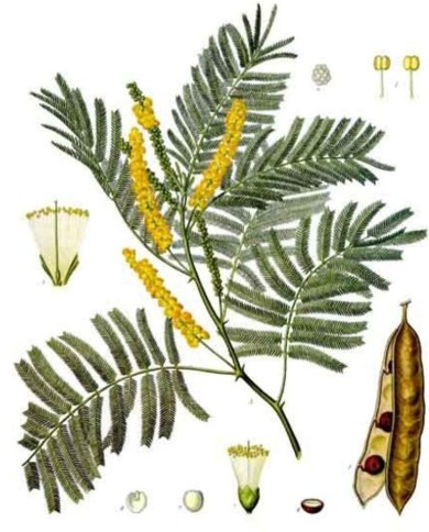 Acacia fiori