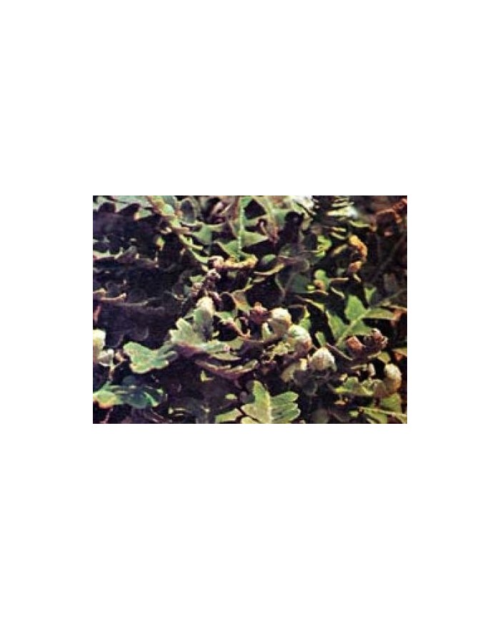Ceterach Officinarum (Spaccapietra)