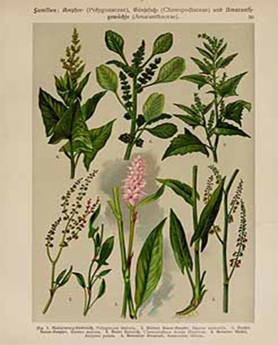 Acetosa rumex L.