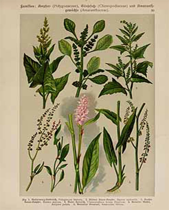 Acetosa rumex L.
