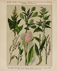 Acetosa rumex L.