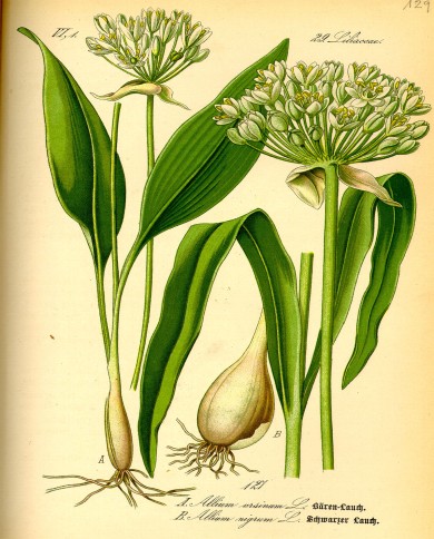 Aglio