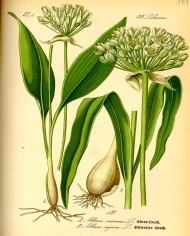 Aglio