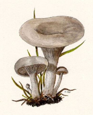 Agarico bianco