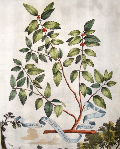 Alcanna polvere