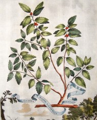 Alcanna polvere