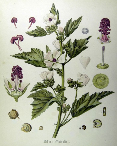 Altea radice decorticata CUBETTO