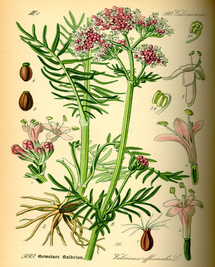 Uva ursina