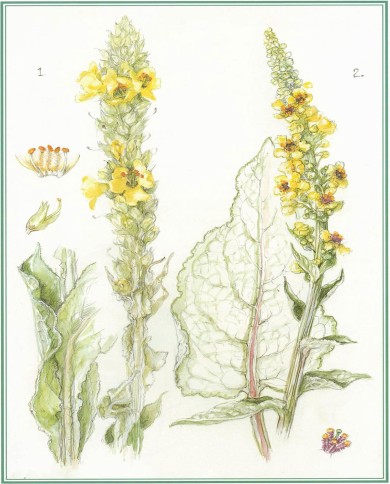 Verbasco