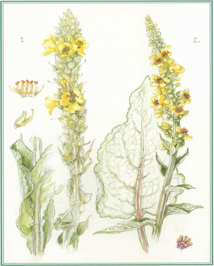 Valeriana