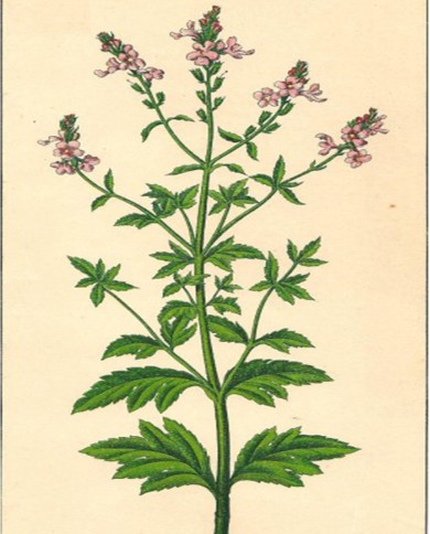 Verbena officinale